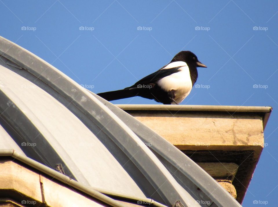 magpie
