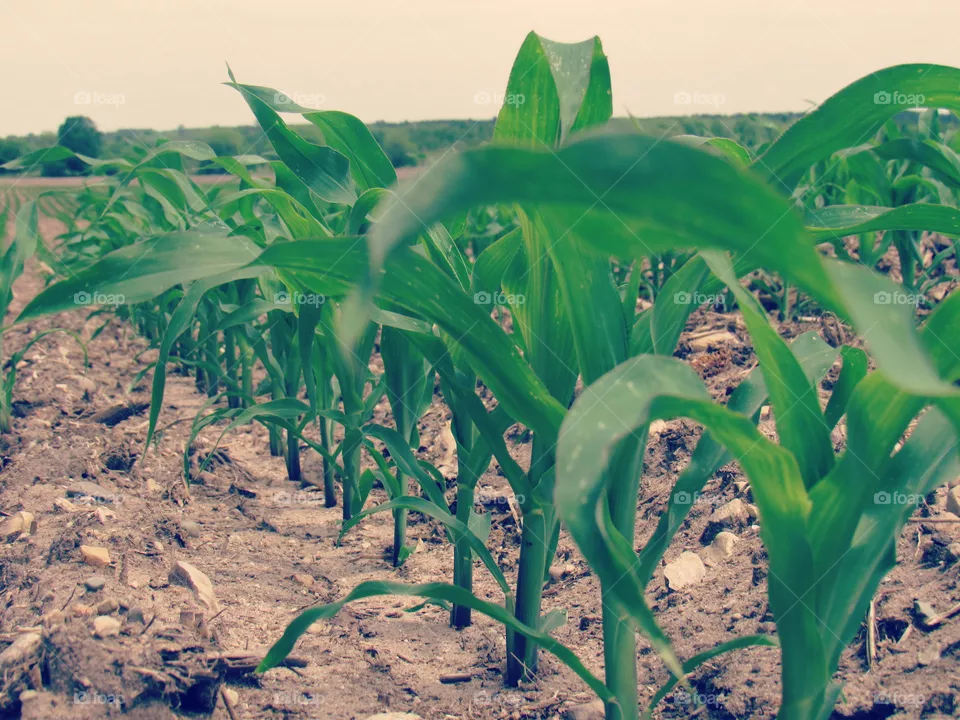 Corn stalks