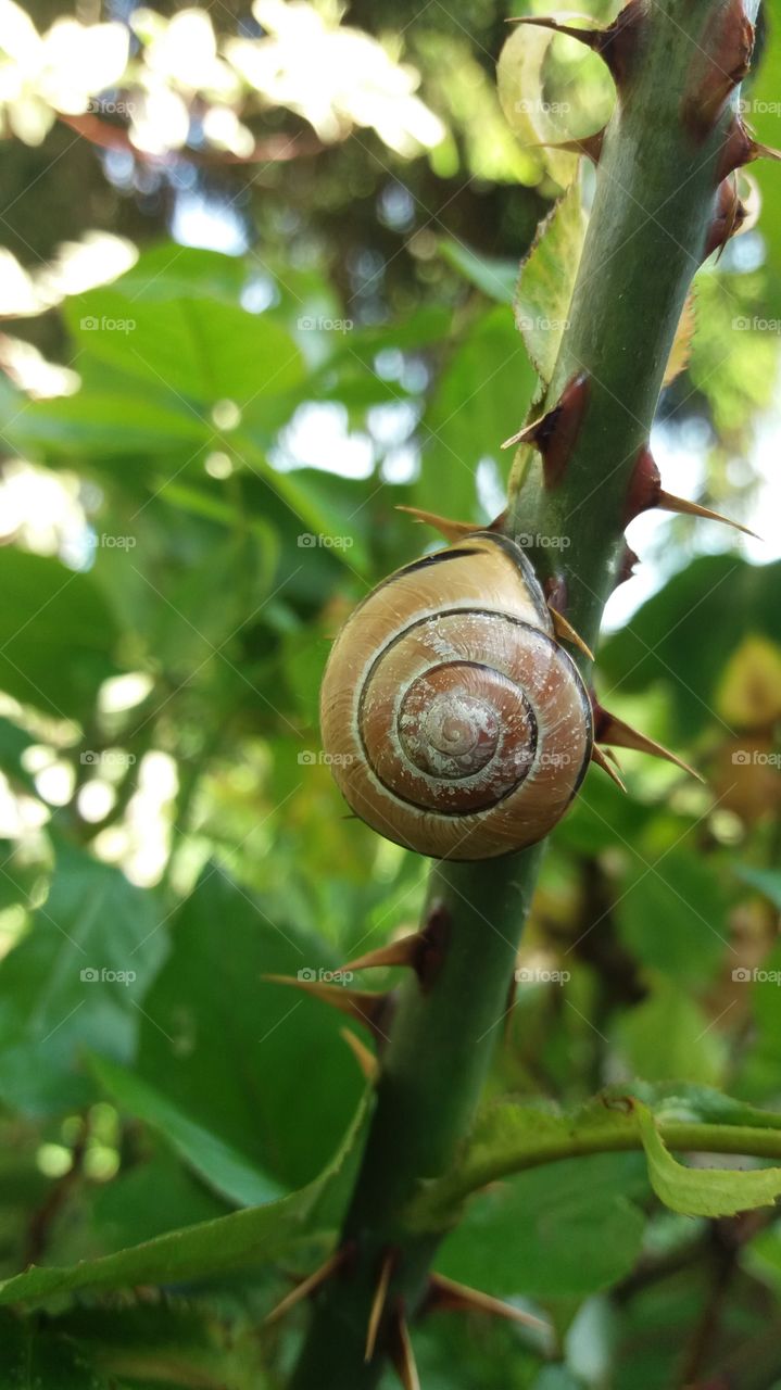 the snail and the rose