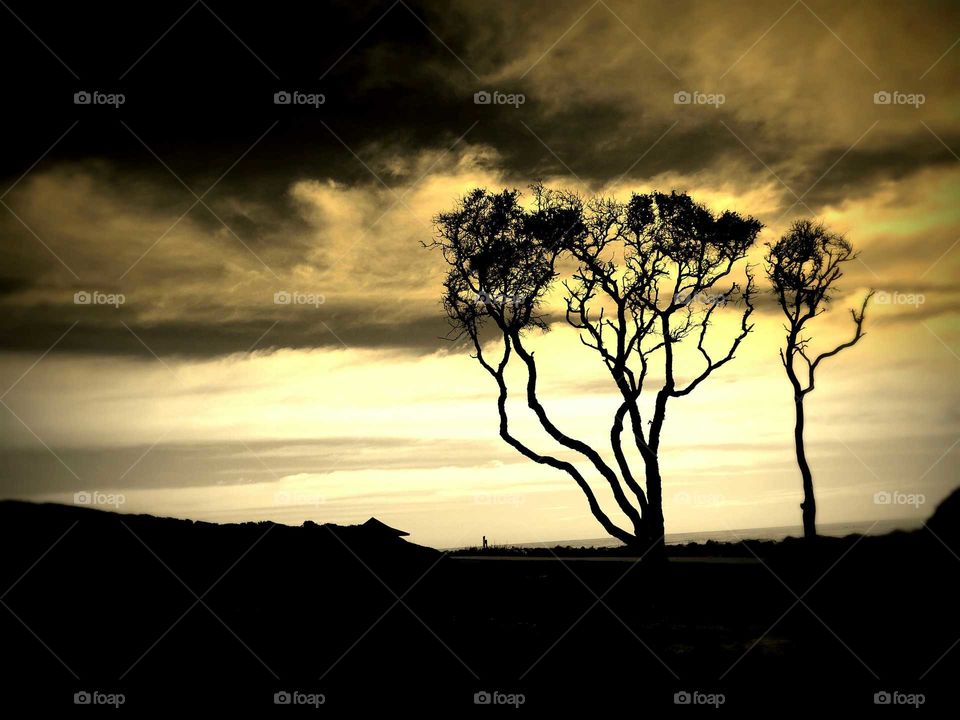 Trees and sky and sea
