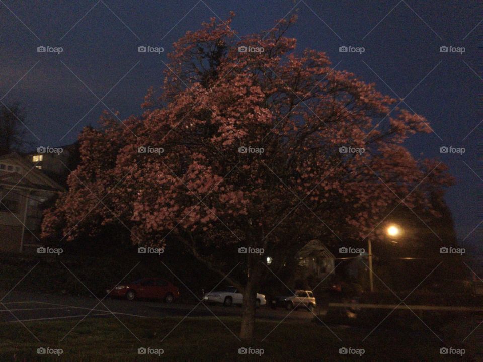 Pink Cherry Tree at Night