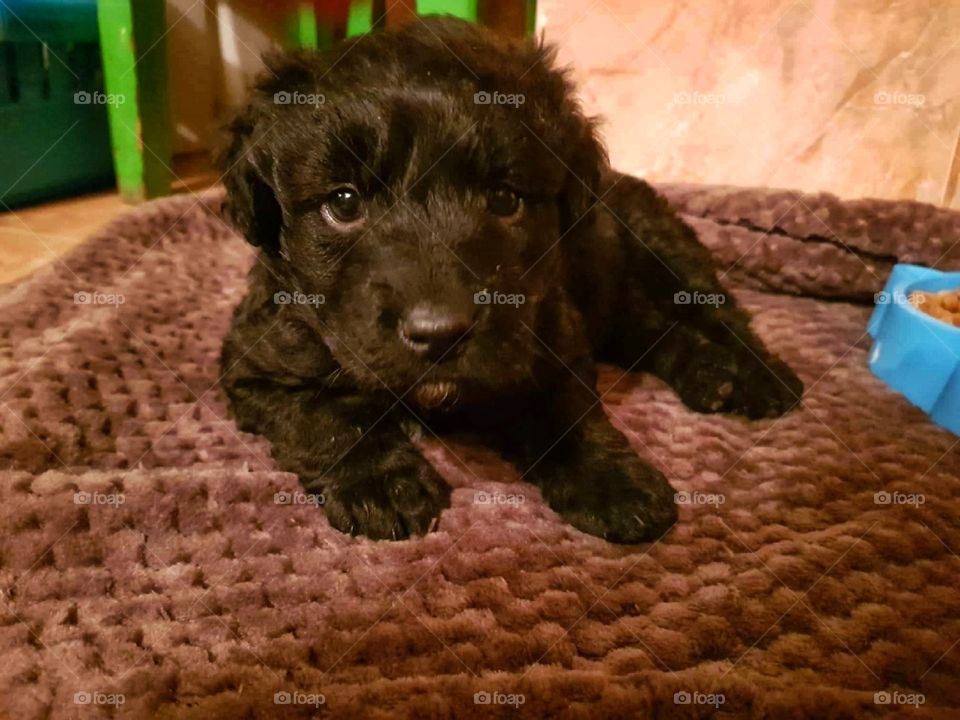 Cute puppy finishing meal