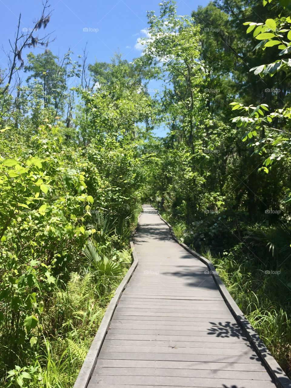 Bayou in New Orleans 