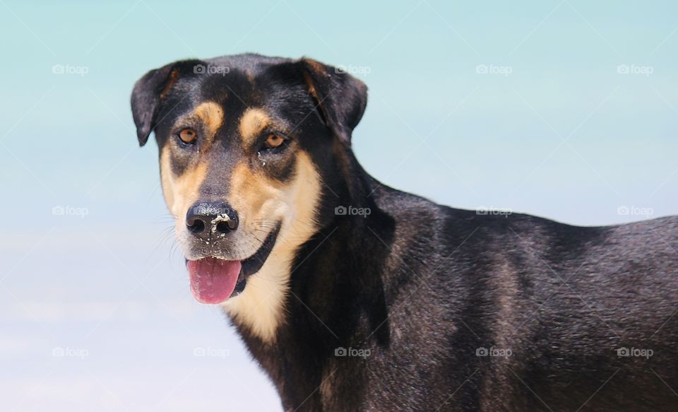 Dog at the beach