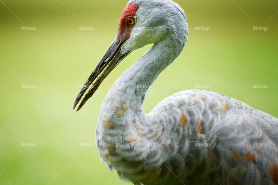 Sand Hill Crane 