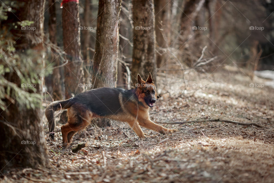 German shepherd 7-th months old puppy in a spring forest at sunny day