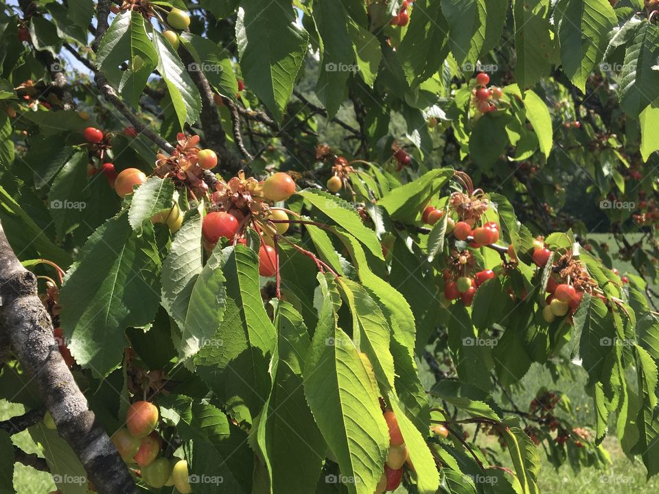 Soon some cherries 