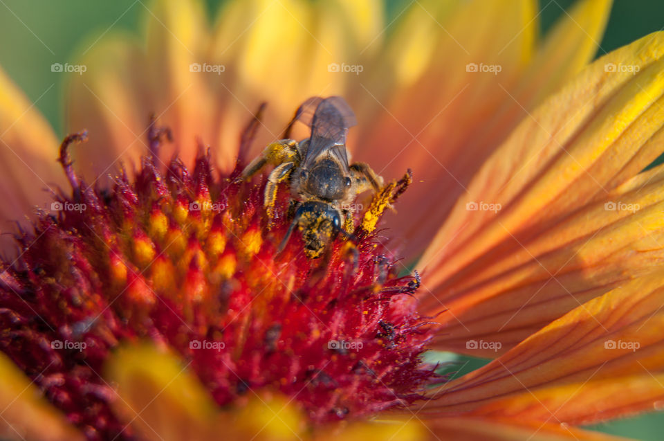 Close-up of insect on red flower