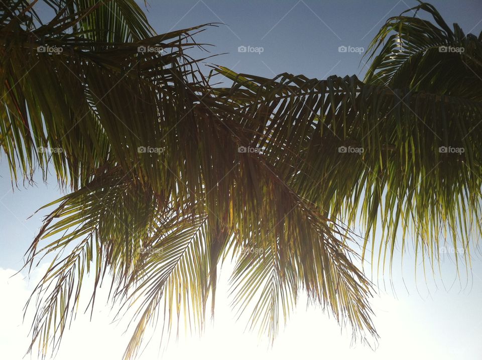 Tropical, Palm, Beach, No Person, Exotic