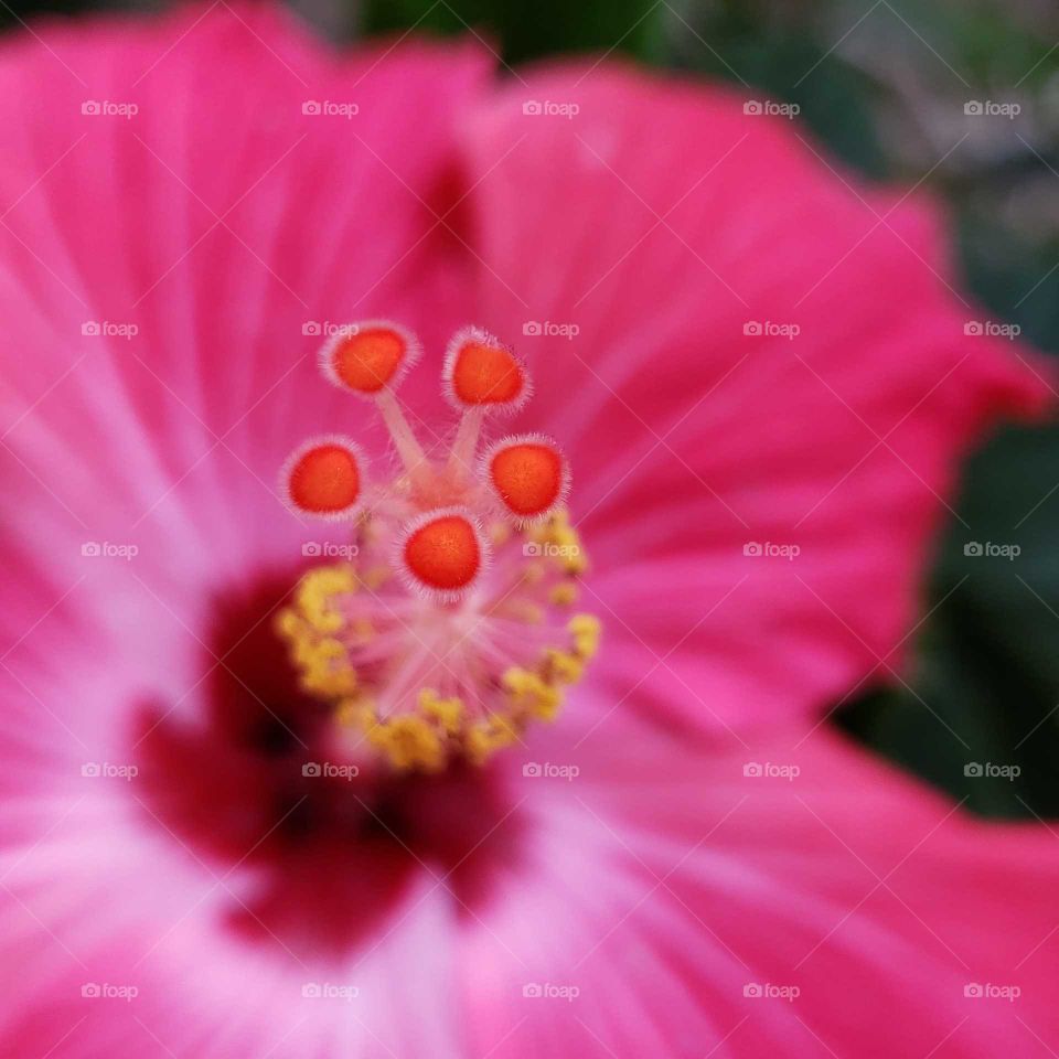 Fuzzy stigma closeup of pink hibiscus flower. 🌺