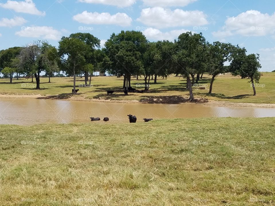 Cows cooling down, Texas