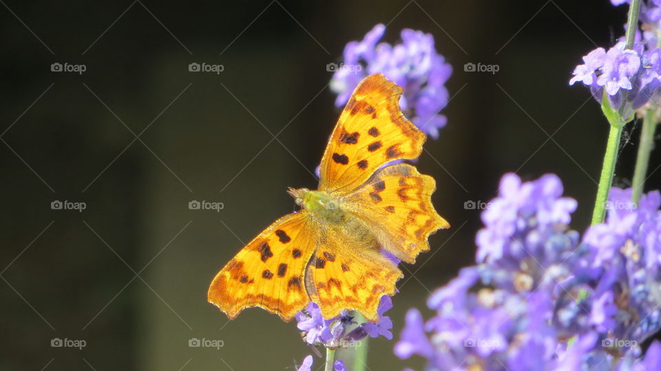 yellow butterfly 