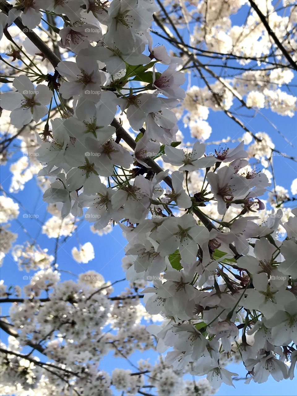 Spring tree blooms