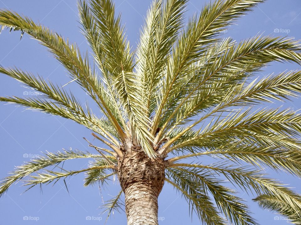 Palm tree with blue sky as background 