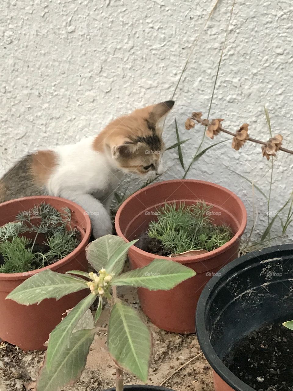 Cat playing in the garden with brown plant pots