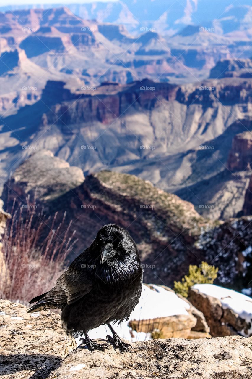 Grand Canyon birds