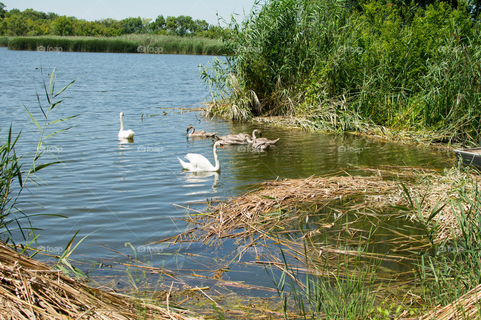 Swans and ducks on the lake