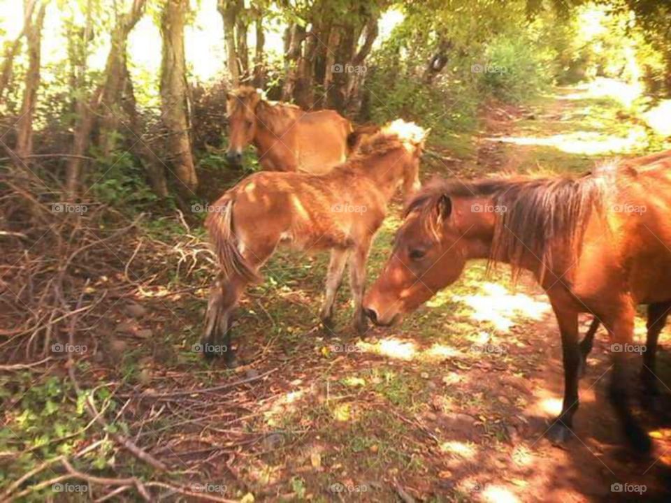 Horse sumbawa