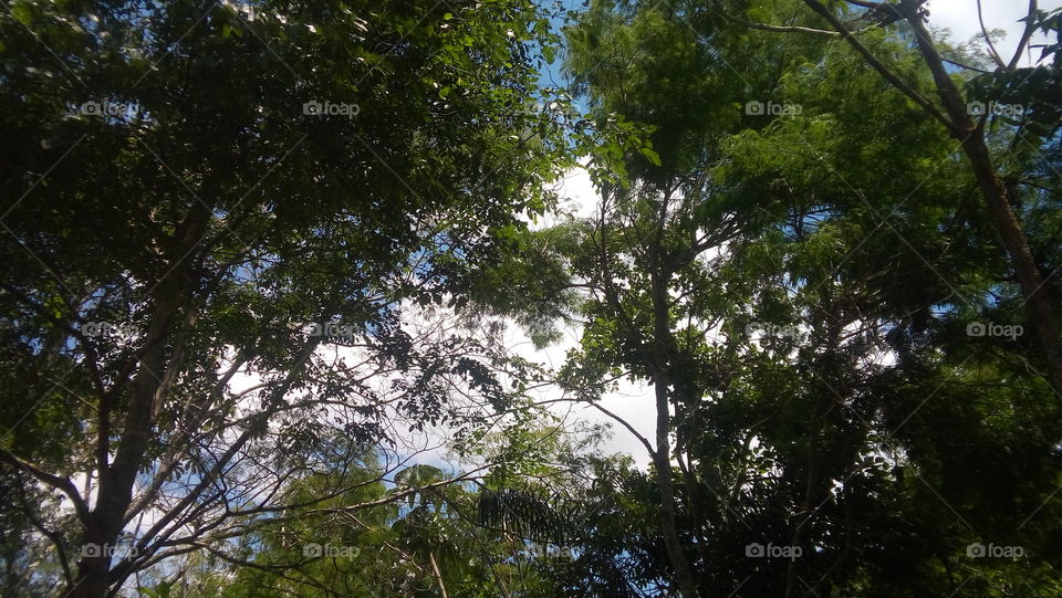 Tree, Wood, Leaf, Nature, No Person