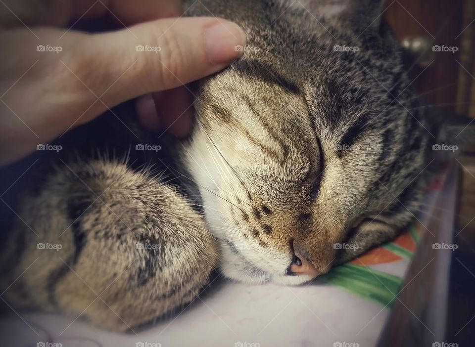 A tabby cat being petted by a woman's hand