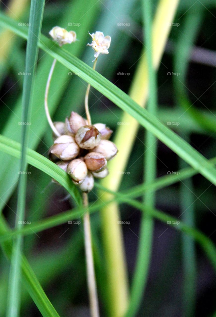 interesting dried flower and seeds