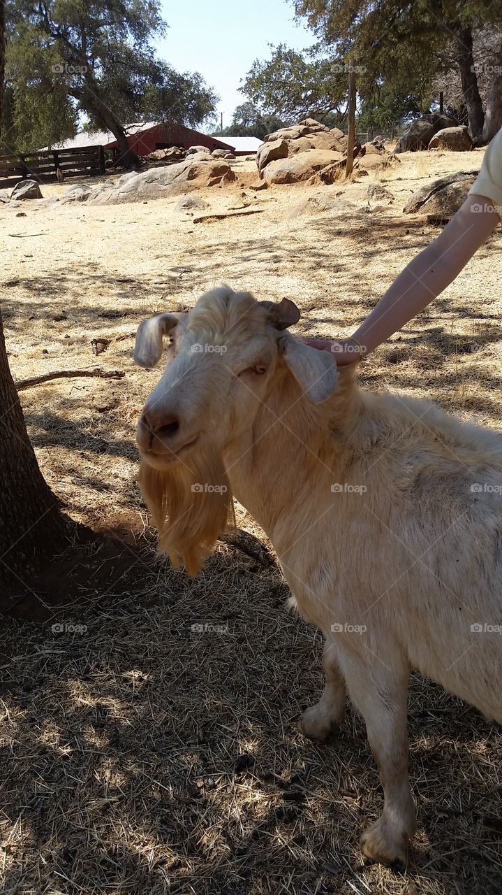Bob the goat