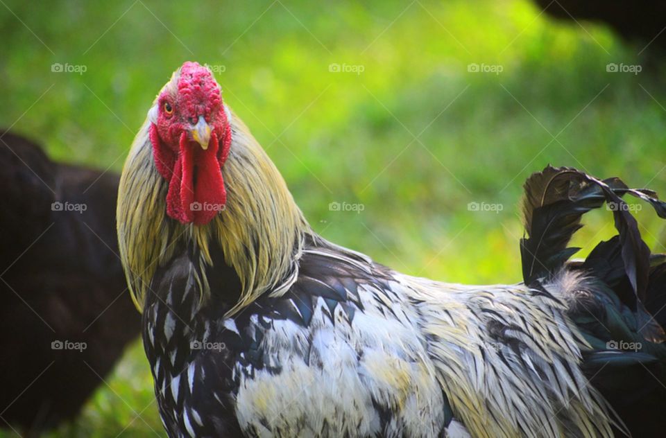 Ravishing Rooster