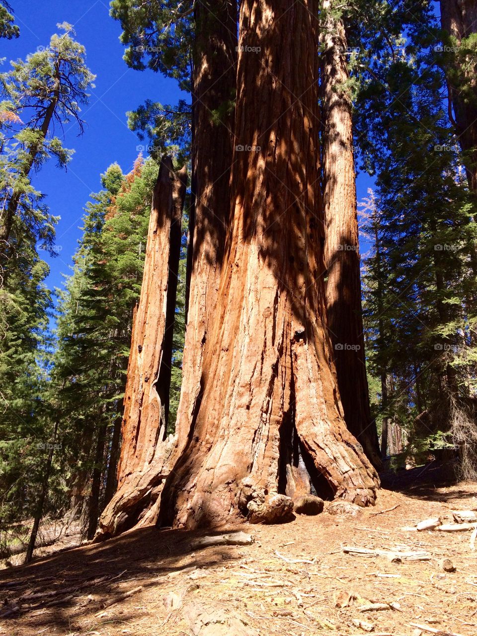 Giant Sequoias 