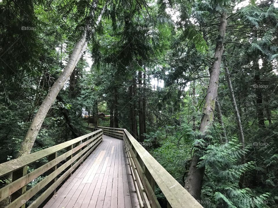 Bridge through the rain forest 