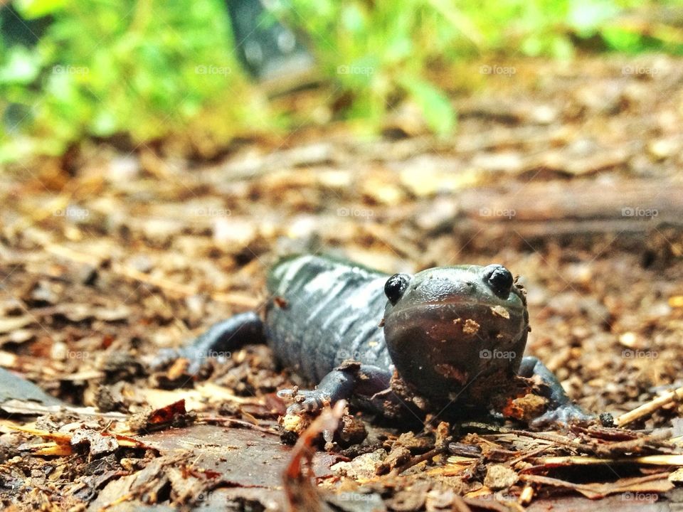 Marbled salamander 