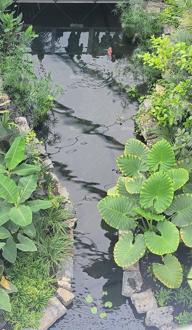 koi pond with bridge
