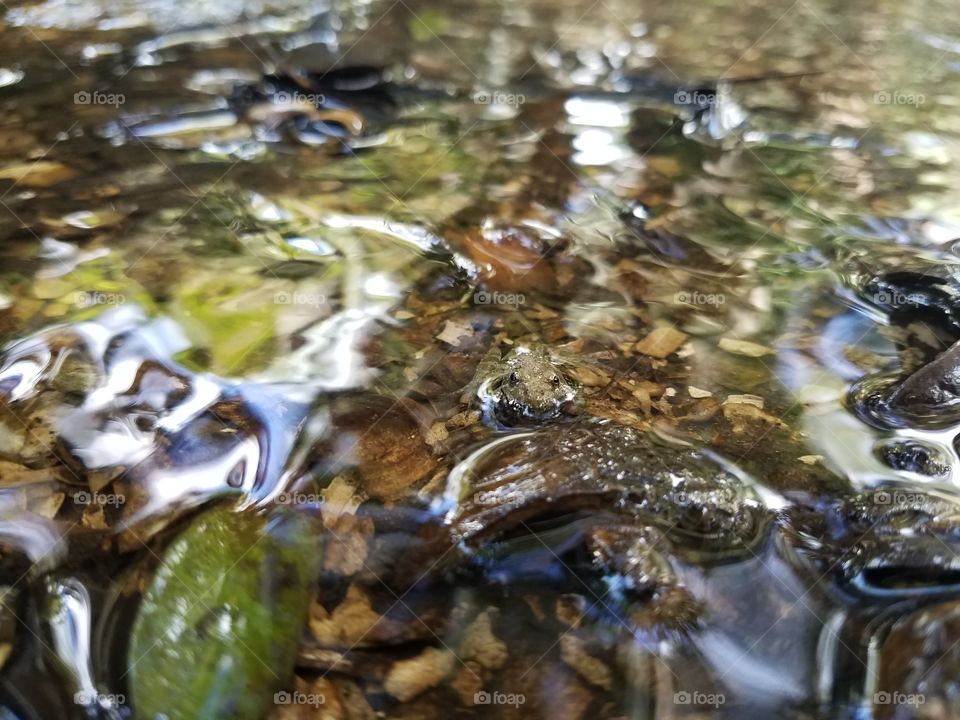 Frog in a stream I saw today had to get this photo