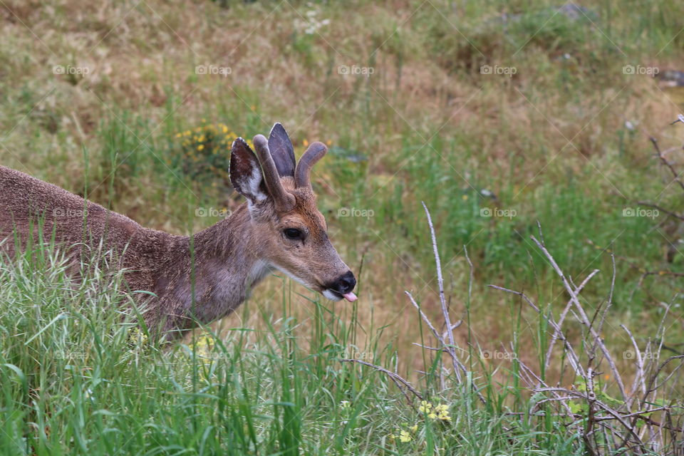 Deer on the field looking for food