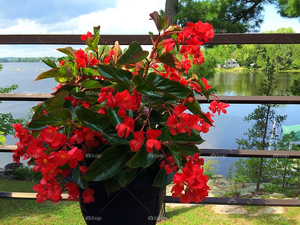 Red colour story 
Red flowers 