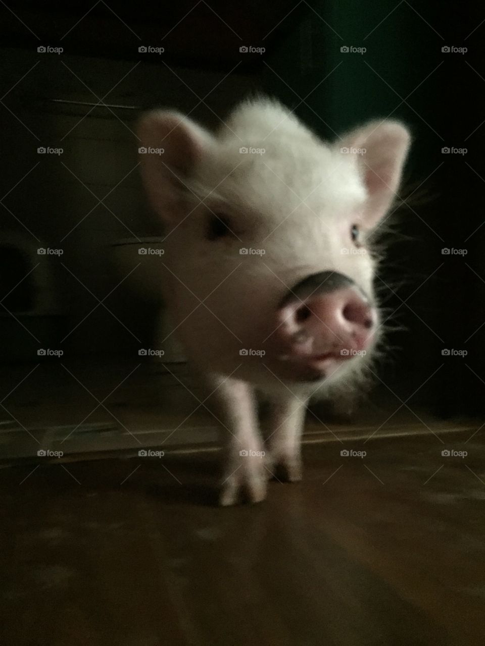 Little Mr Piggy