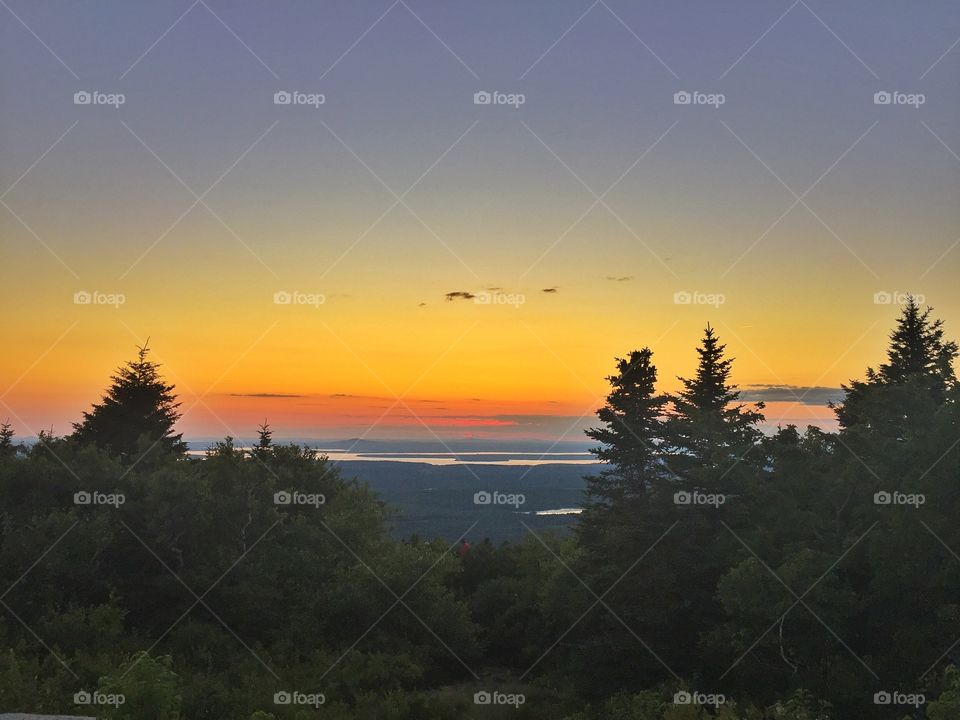 Scenic view of forest during sunset