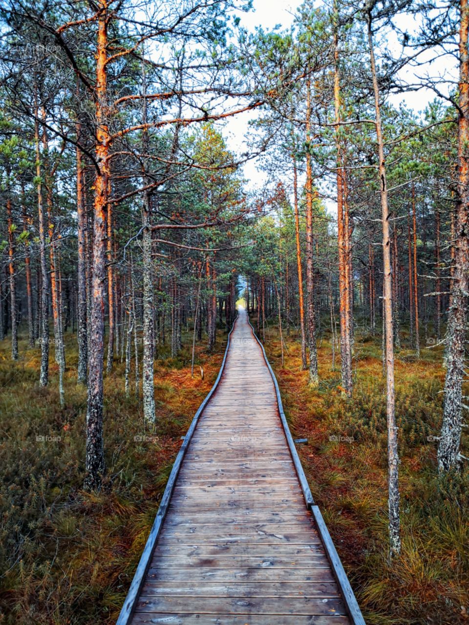 Road through the swamp