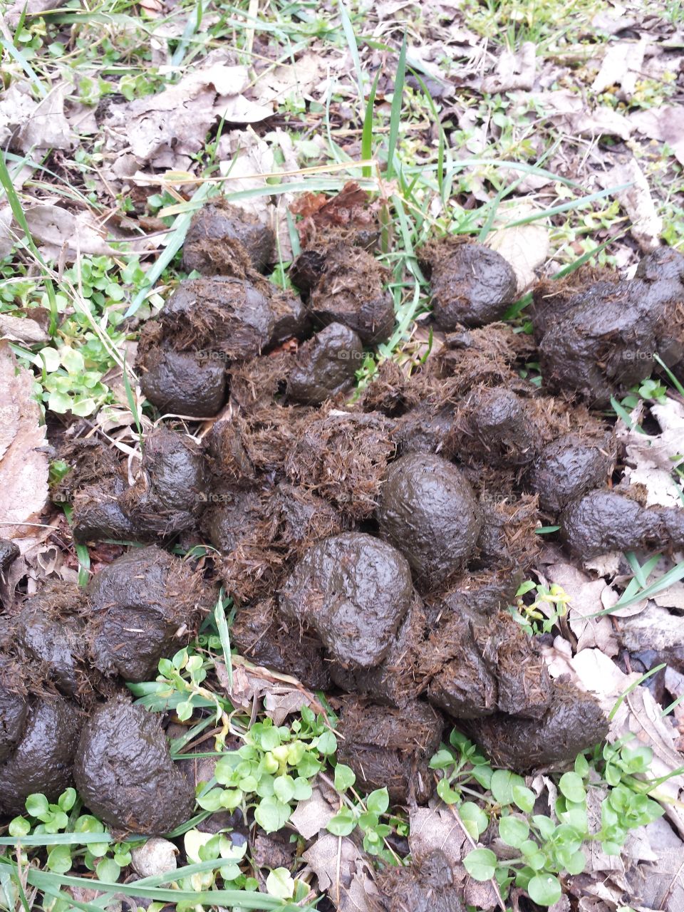 horse droppings
