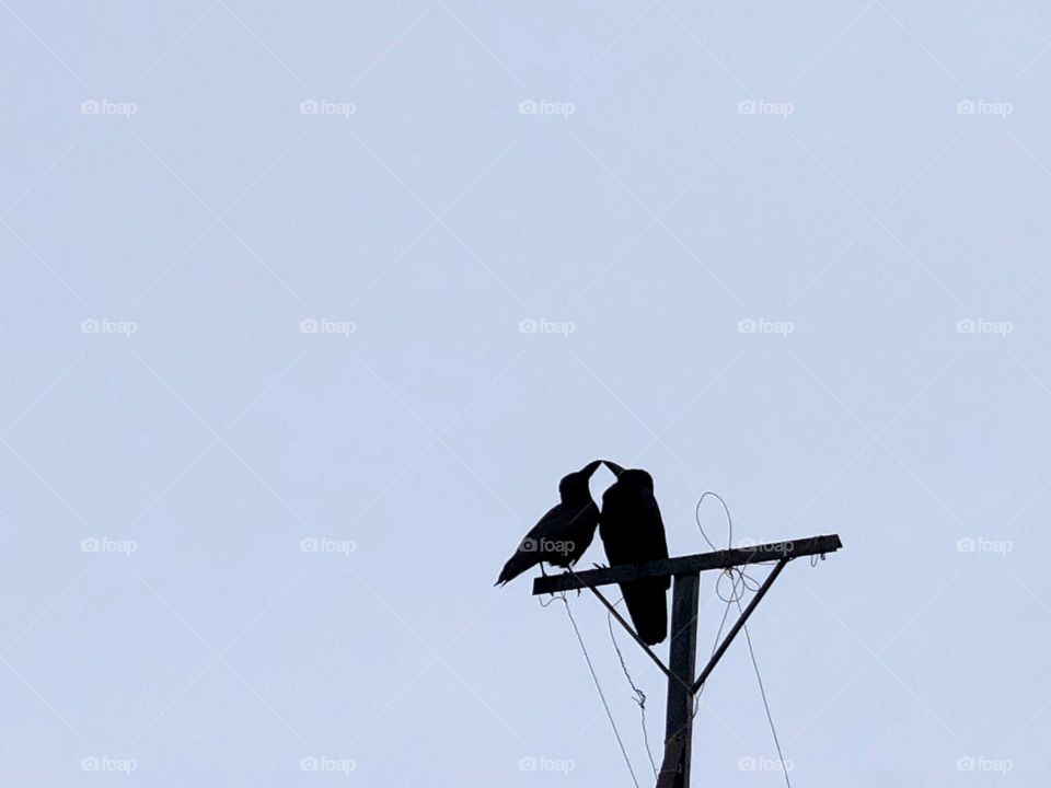 Two crows on a light pole 