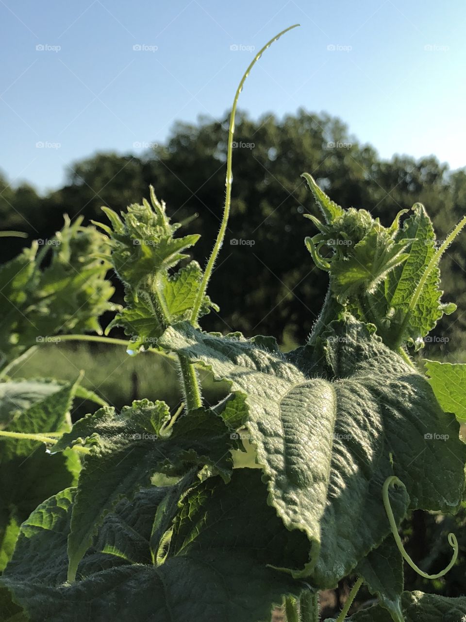 Garden plants