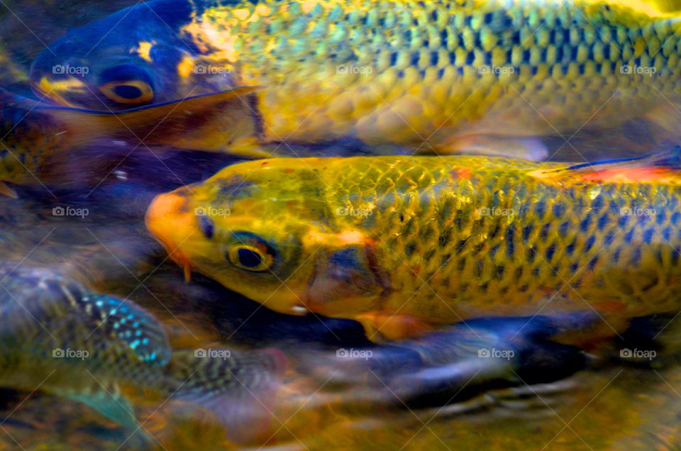 yellow pond lake japanese by hkjohan