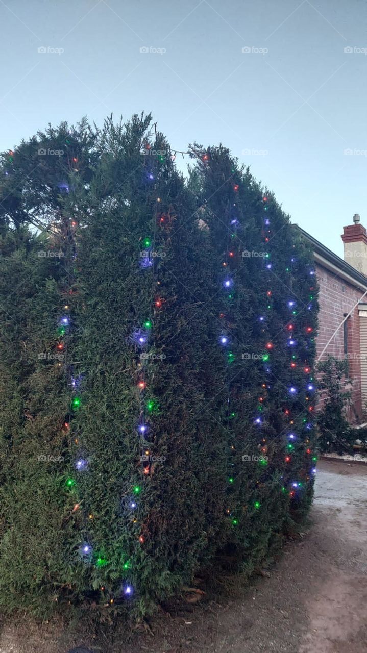 A Festive Christmas Tree Illuminated with Lights