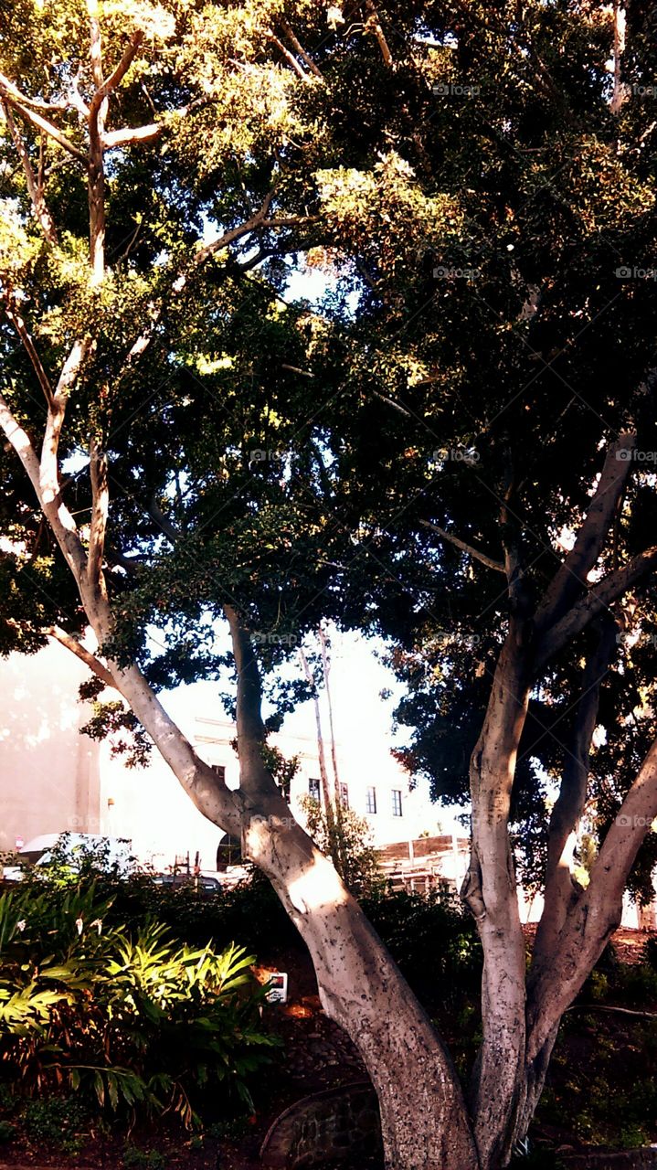 Shade tree alongside the Natural History Museum, Balboa Park, San Diego, CA.