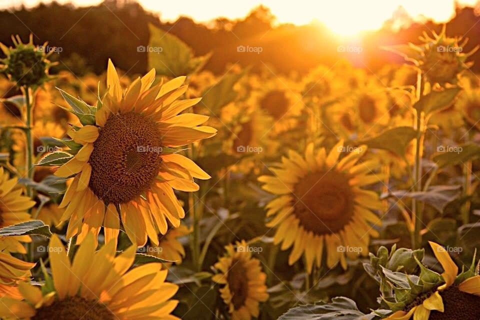 Sunflower Sunset