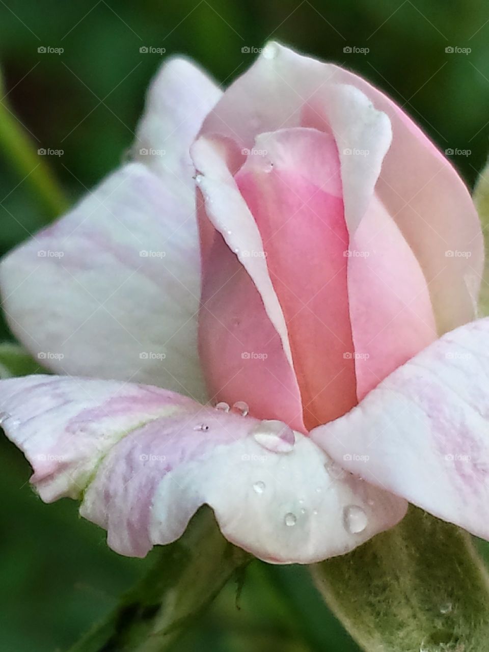 Pink Rose with Dew