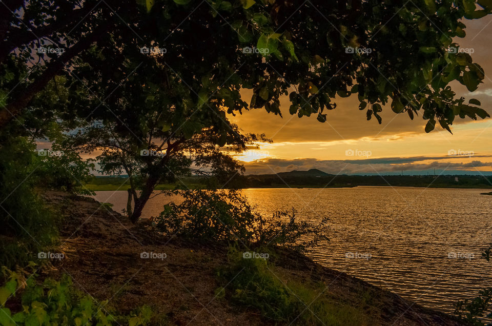 Trees near the lake at sunset