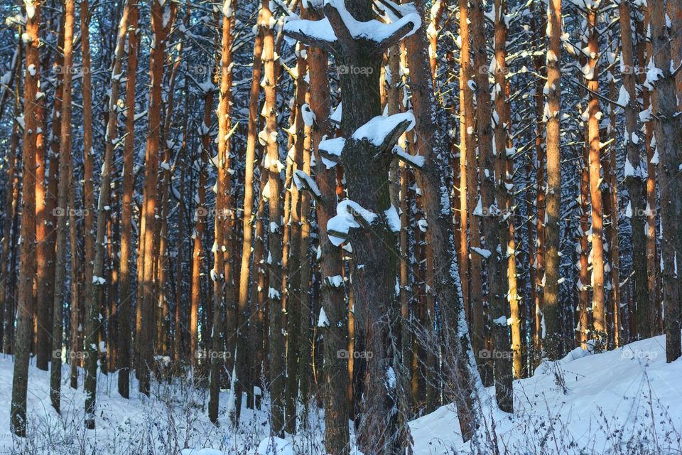 Sunrays in the winter wood