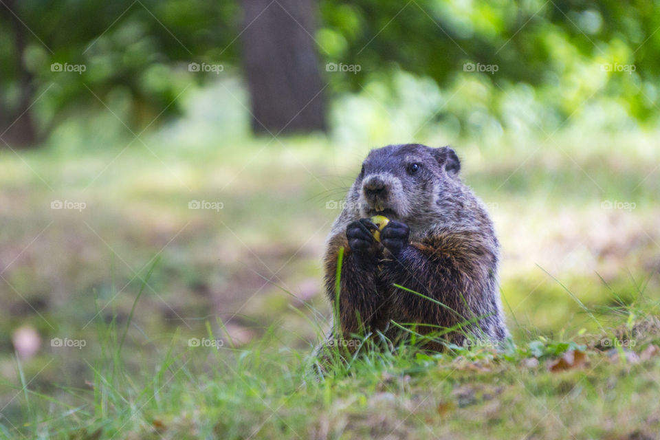 A groundhog pops up from the grass for a meal on a spring day