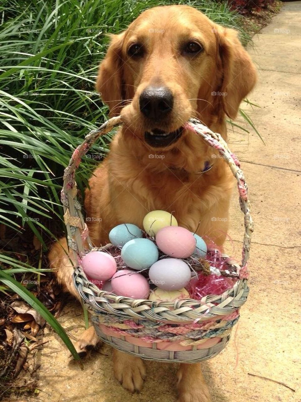 Easter basket dog
