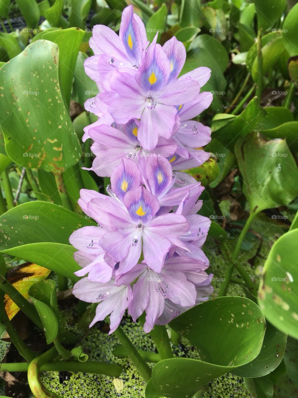 Water Hyacinth Flower.